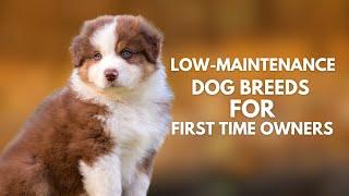 10 Low-Maintenance Dog Breeds for First-Time Owners