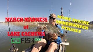 March Madness at Cachuma with Crazy GoFish Cam Underwater Footage