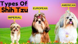 8 Types of Shih Tzu / Find Out Which Type is More Prone to Health Problems