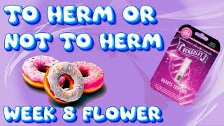 TO HERM OR NOT TO HERM DONUTZ TRIPLOID WEEK  8 FLOWER / SPIDER FARMER 2x4 TENT / SF2000 LED LIGHT