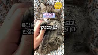 감정을 관리하는 4가지 방법 #healing #명언 #명상 #좋은글