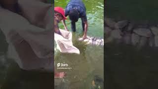 fishinglanka | fresh water fish in sri lanka | Tilapia Fish in lake of SRI LANKA #shorts  #fishing