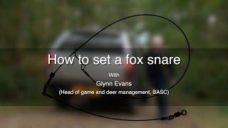 How to set a fox snare