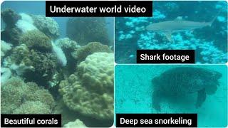 Underwater world video | See shark for the first time | Beautiful corals | Deep sea snorkeling