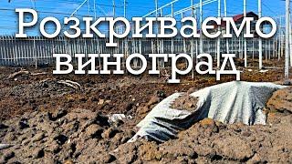 Розкривати чи ще рано? Коли розкривати виноград у 2024 році