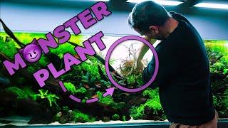 The BIGGEST Pinnatifida We've Ever Seen... | Transforming an Overgrown 650-liter Aquarium