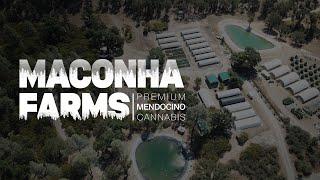 Maconha Farms: Early Harvest  |  Covelo, Mendocino County, California