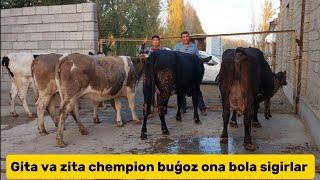 Buģoz ona bola chempion sigirlar +99894.553.00.76+99893.040.84.70 sõraganlarga kech qolmang