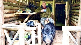 Невероятная дружба: дикий кабан строит мой хутор в лесу | bushcraft.