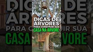 DICAS PARA VOCÊ CONSTRUIR SUA CASA NA ÁRVORE PERFEITA! | Saiba quais são as árvores mais indicadas!