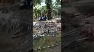 virall,,,,kepergok warga saat wikwikwik  perkebunan kelapa sawit
