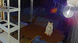 Cat Argues With Owners on Security Camera