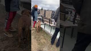 Выезд на замер и осмотр участка на кладбище в Севастополе.