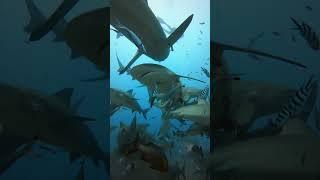 World’s Largest Bull Sharks – Up Close and Personal