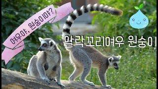 [오키] 여우?? 원숭이?? 정체가 뭐야? 알락꼬리여우 원숭이, long-tailed lemur, kids zoo