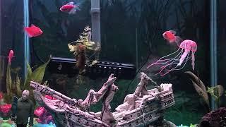 Pet TV Day Time Fish Tank Relaxing Cat TV Dog TV No Ads 5hrs