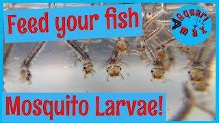 Mosquito Larvae: Live Fish Food