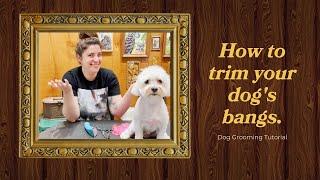 Dog Grooming Tutorial - How to Trim Bangs