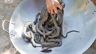 Wow Best Recipe Snake Cooking Soup