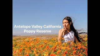 Poppy Field California | Karen Language | Travel Vlog 01|