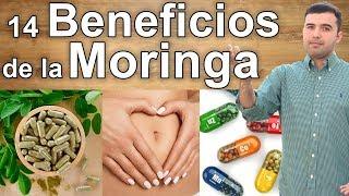 Para Que Sirve La Moringa  - 14 Beneficios que Debes Conocer