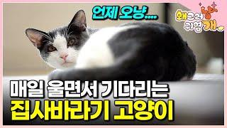 "계속 문 앞에서 기다려요" 집사가 출근하면 텅 빈 집에서 목 놓아라 울며 현관문만 바라보는 고양이 미안한 마음에 오열한 집사│#왜그러냥귀엽개