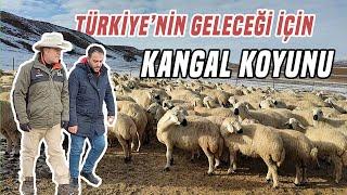 "Bu Zamana Kadar Kangal Irkını Tanıtmadığım İçin Çok Üzgünüm!" - Küçükbaş Dünyası