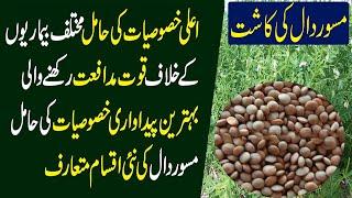 Lentil Cultivation in Pakistan | Masoor Ki Kasht | Pulses Cultivation in Pakistan || Kissan pakistan