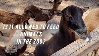 Zoo. Can you feed animals?