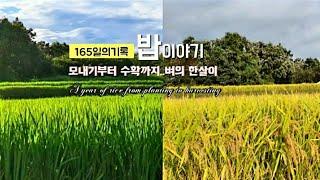 SUB[모내기]벼베기,쌀수확/벼의한살이식탁에 밥이 올라오기까지/한국인의힘 'the growing process of rice'