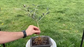 Olive tree bonsai first pruning and root work (May, 2021)