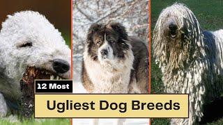 12 Most UGLIEST Dog Breeds | Factswow