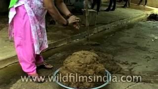Collecting cow-dung: A messy task