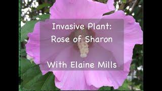 Invasive Plant: Rose of Sharon