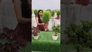 Keep your garden green with kochia plant #shorts #ytshorts #garden #kochia