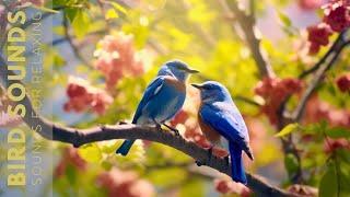 Birds Chirping -24 Hours Birdsong to Relieve Stress and Sleep Better, Soothing Sounds of Nature