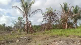 FARM LOT FOR SALE IN BURGOS, TALIBON, BOHOL, PHILIPPINES