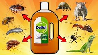 Expert Advice: Dettol Method to Remove Pests- LIZARDS, ANTS, FLEAS, BEDBUGS, DUSTMITES, RATS, SPIDER