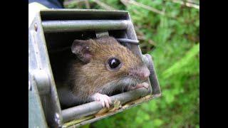 Small mammal trapping - Longworth traps