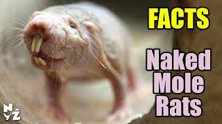 Meet the Naked Mole Rats