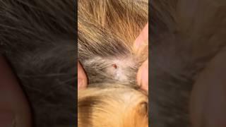 Remove ticks with a credit card?️#householdtips #goodtoknow #countrychild #worthknowing #ticks