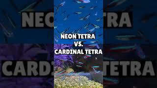 Neon Tetra vs. Cardinal Tetra - What Is The Difference? #Shorts