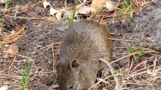 Southern Brown Bandicoot, friendly & cute