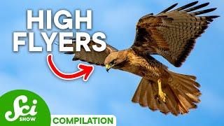 Earth's Most Amazing Flying Animals | Compilation