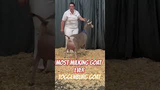 No.1 dairy goats toggenburg goat breed Benefits of goats milk #goat #trending #trendingshorts #viral