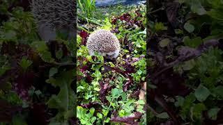 Erizo en el jardín | Erizoo México