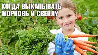 When digging up the carrots and beets? Moscow.