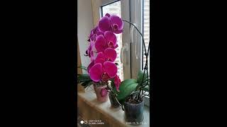 Цветоносный бум#орхидеи#хобби#орхидные#жизнь