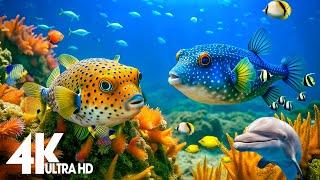 Aquarium 4k VIDEO (ULTRA HD)  - Captivating Moments with Beautiful Coral Reef Fish - Relaxing music
