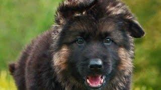 Show Quality Heavy Bone Long Hair German Shepherd Male And Female Puppies Available In Jharkhand. 